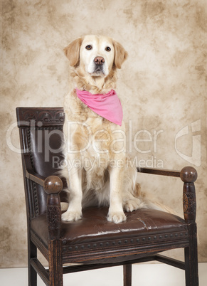 golden retriever studio portrait