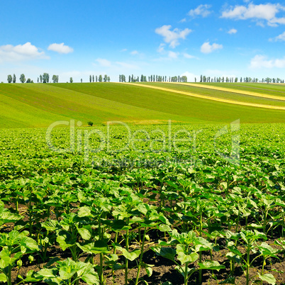 field sprouts sunflower and blue sky