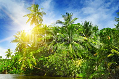 Tropical palm forest on the river bank