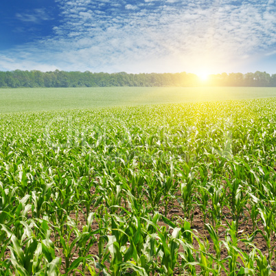 sunrise over the corn field