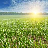 sunrise over the corn field