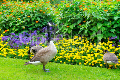 geese in the background of a flower bed