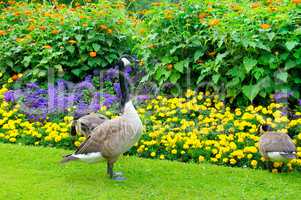 geese in the background of a flower bed