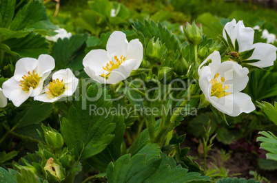 Strawberry flowers in the garden