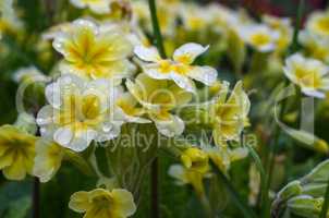 Primrose garden flower