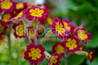 Primrose garden flower