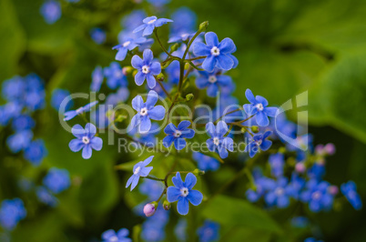 Forget-me-not flower in the garden