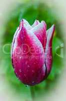Tulip spring flower, the primrose