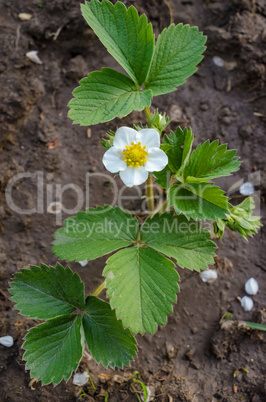 Strawberry flowers in the garden