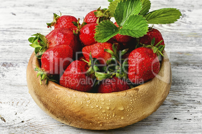 Harvest garden strawberry