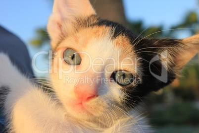 Tricolor domestic kitten.