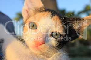 Tricolor domestic kitten.