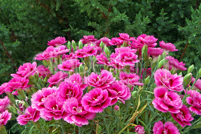 Carnations