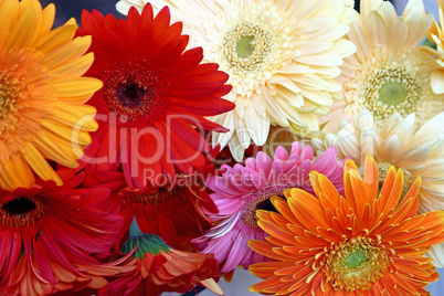 Gerbera flowers