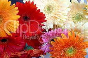 Gerbera flowers