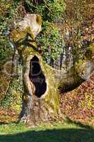 Tree hollow