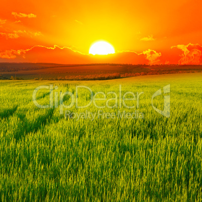 Beautiful sunset on wheat field