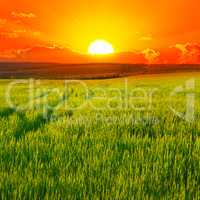 Beautiful sunset on wheat field