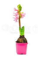 Small hyacinth in pot