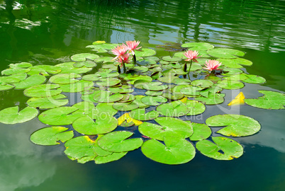 Water lily in small lake