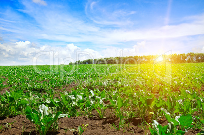 green beet field and blue sky