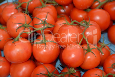 Tomaten