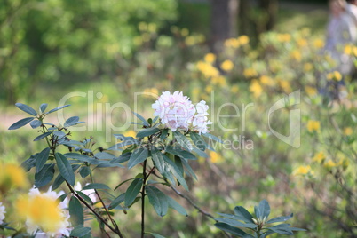 white Flowers at spring