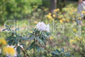 white Flowers at spring