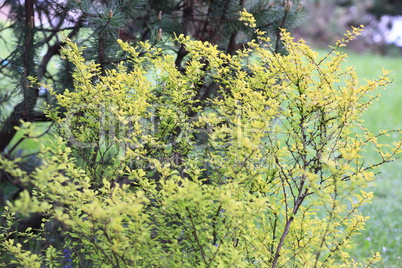 green tree at day