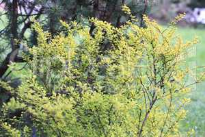 green tree at day