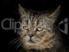 muzzle cat of the Scottish breed close-up on black
