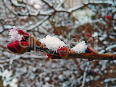 Garden in winter