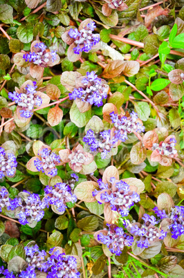 Blooming blue bugleweeds - Ajuga in the summer meadow