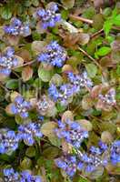 Blooming blue bugleweeds - Ajuga in the summer meadow