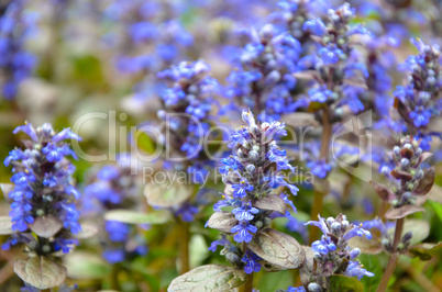 Blooming blue bugleweeds - Ajuga in the summer meadow