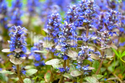 Blooming blue bugleweeds - Ajuga in the summer meadow