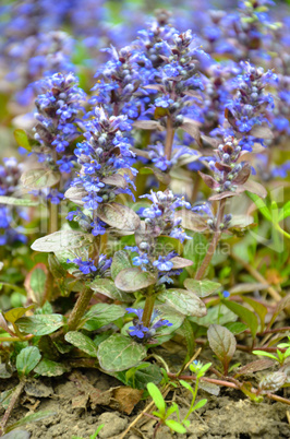 Blooming blue bugleweeds - Ajuga in the summer meadow