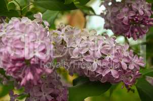 Blossoming Syringa vulgaris in spring, Ukraine