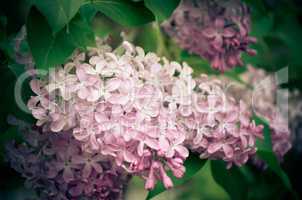 Blossoming Syringa vulgaris in spring, Ukraine