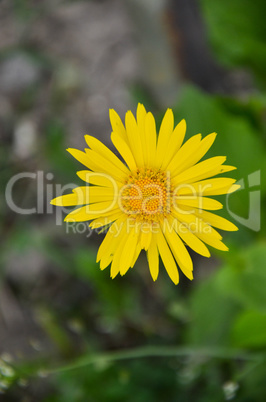 Doronicum yellow flower in the garden