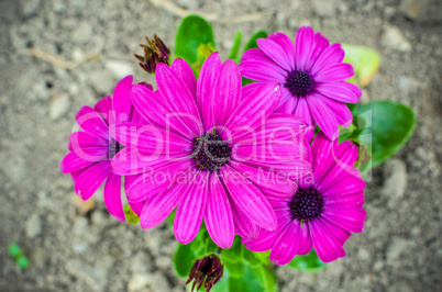 Beautiful Dimorphoteca daisy flower in spring