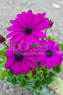 Beautiful Dimorphoteca daisy flower in spring