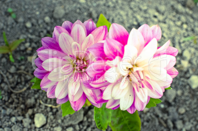 Purple flower of an aster in spring