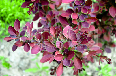 Thunberg's barberry bush in spring or summer