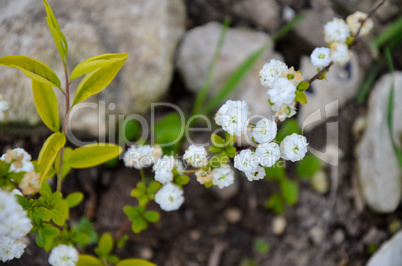 bush of white flowers in spring