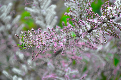 tamarisk branch close up in spring