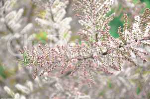 tamarisk branch close up in spring