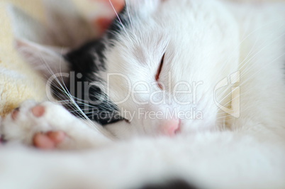 Sleepy black and white cat