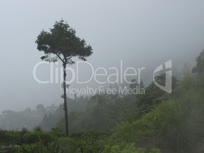 Wet Landscape With Lonely Tree in Morning Fog, summer