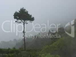 Wet Landscape With Lonely Tree in Morning Fog, summer